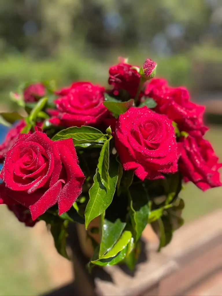 Sympathy & Funeral